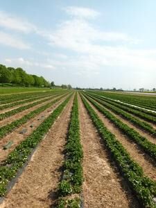 Erdbeeren pflanzen – wann