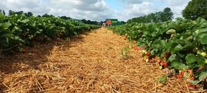 Erdbeeren selbst pflücken Aachen