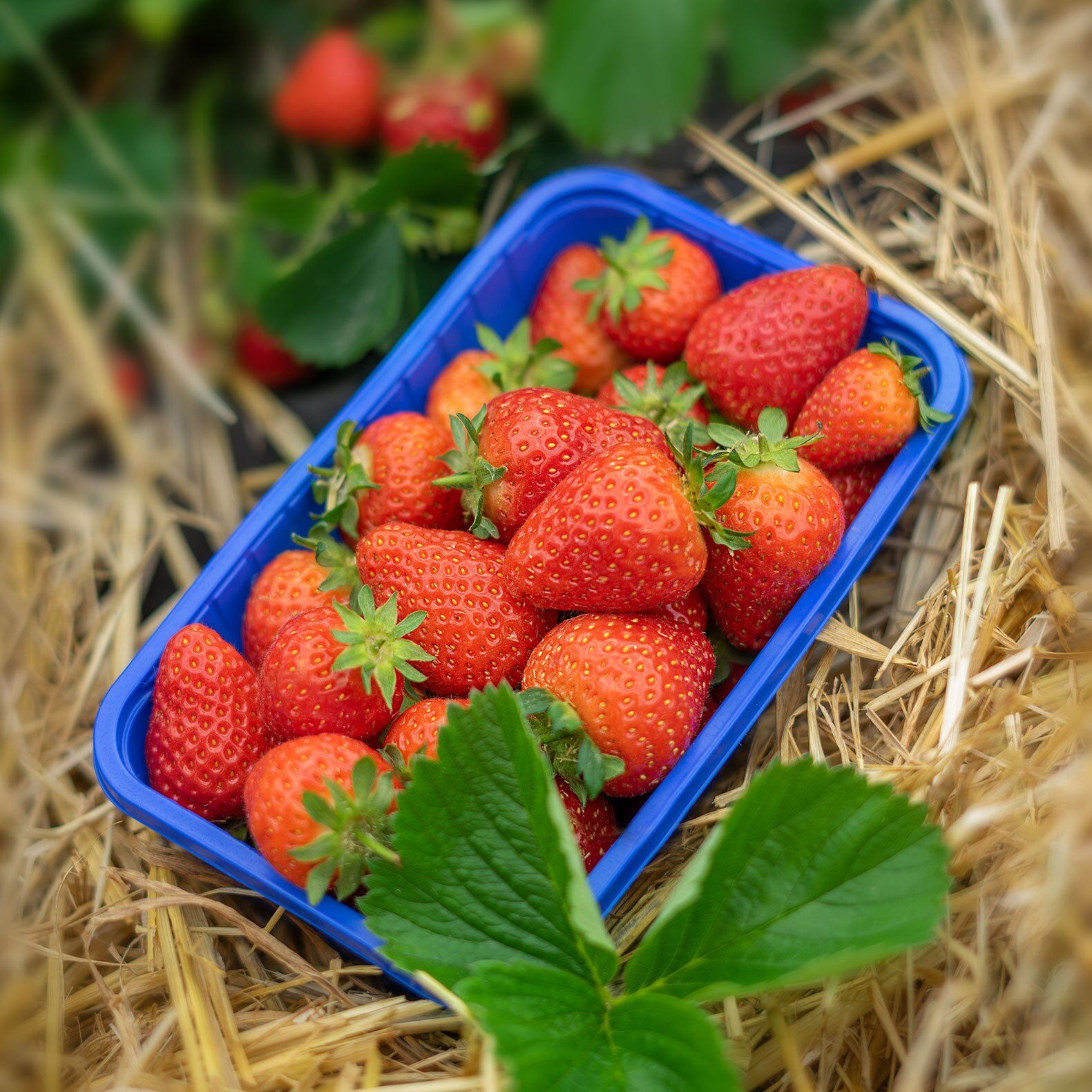 Schale Erdbeeren side view