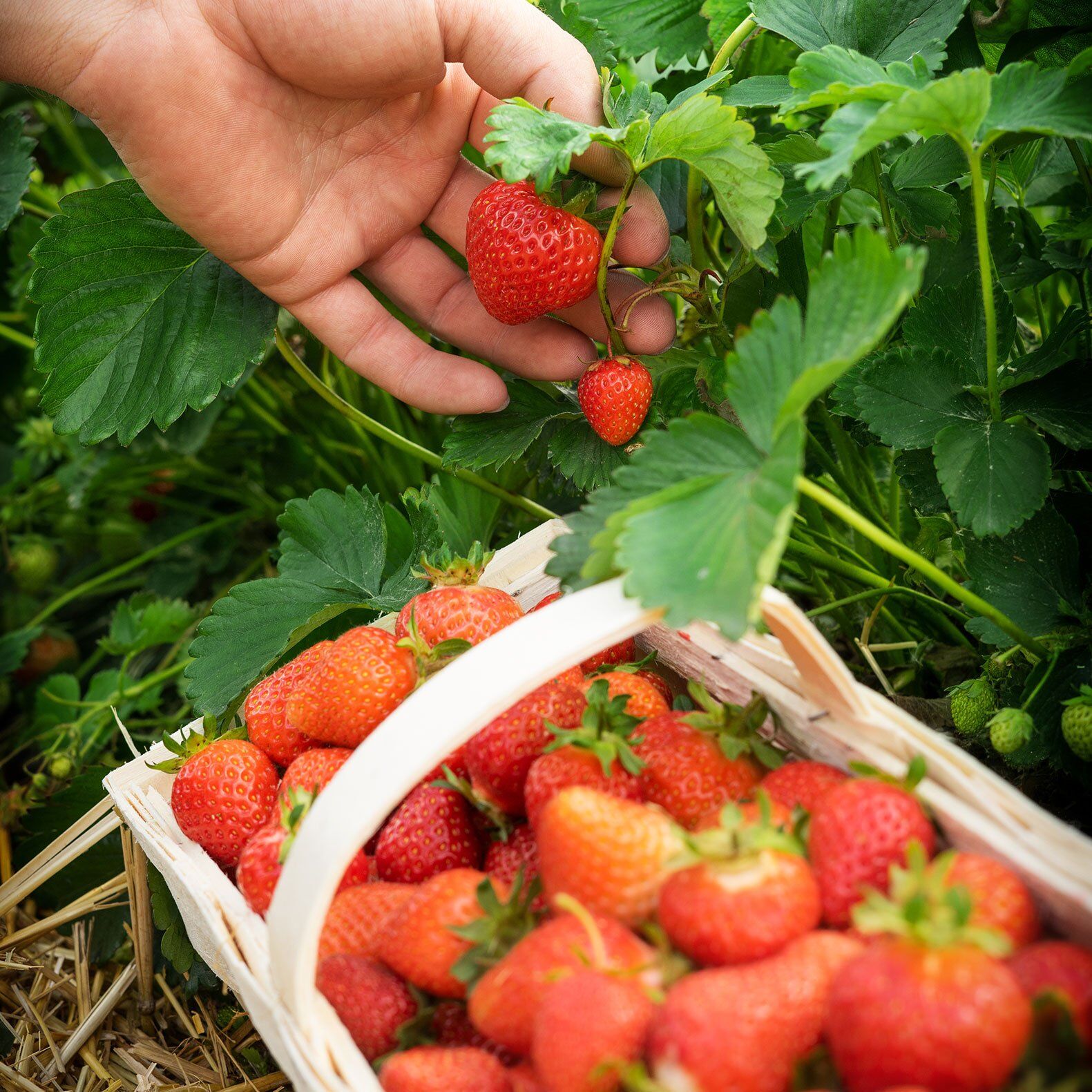 Korbe Erdbeeren selbstgeplückt