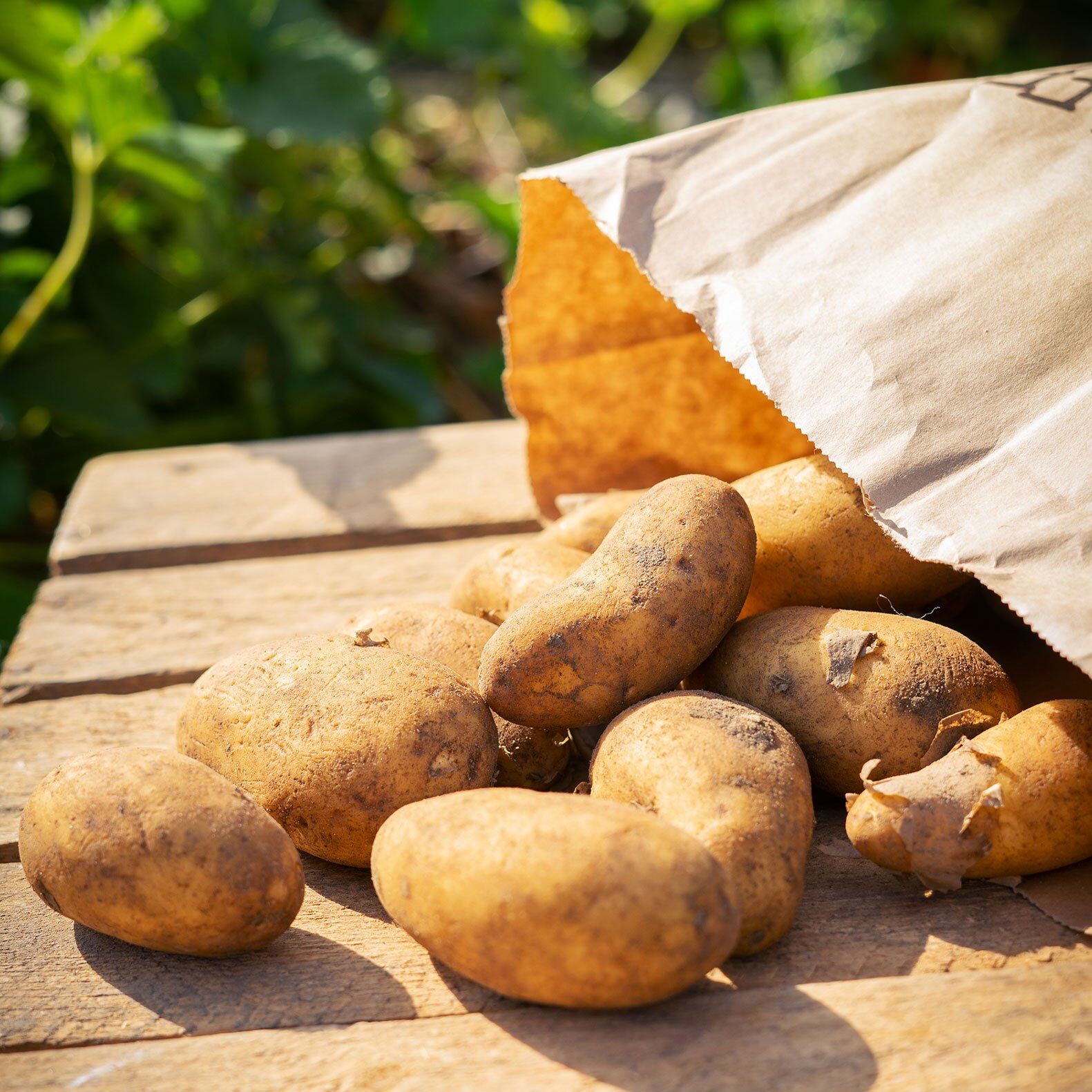 deutsche Frühkartoffeln