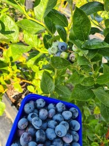Jetzt Heidelbeeren selbst pflücken in NRW! 