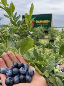 Heidelbeeren Selbstpflücken