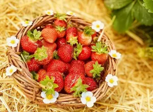  Was kostet Erdbeeren selber pflücken 2025?