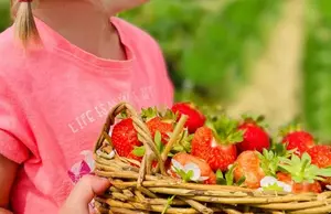 Strawberry season opening ? U Pick 