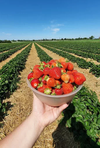 Erdbeeren & Heidelbeeren selber pflücken in NRW