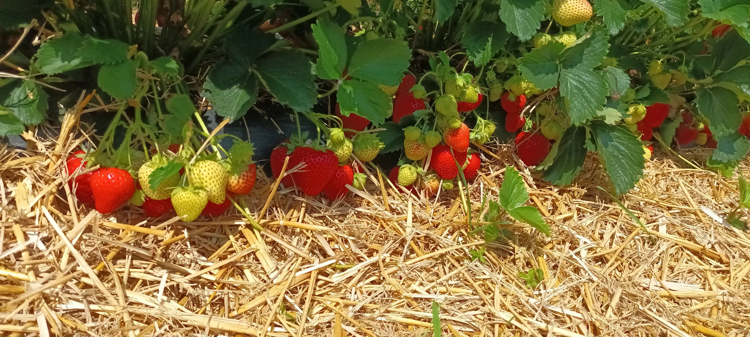 selbst pflücken