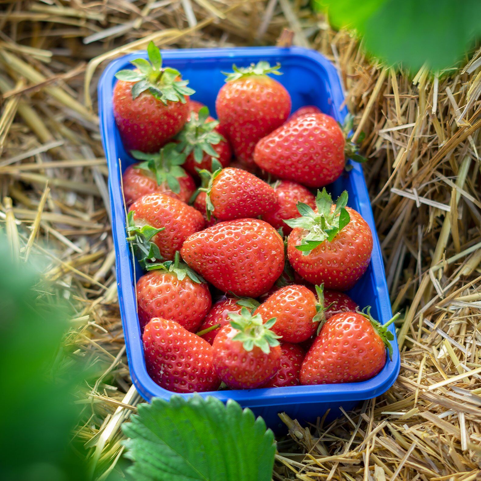 Schale Erdbeeren